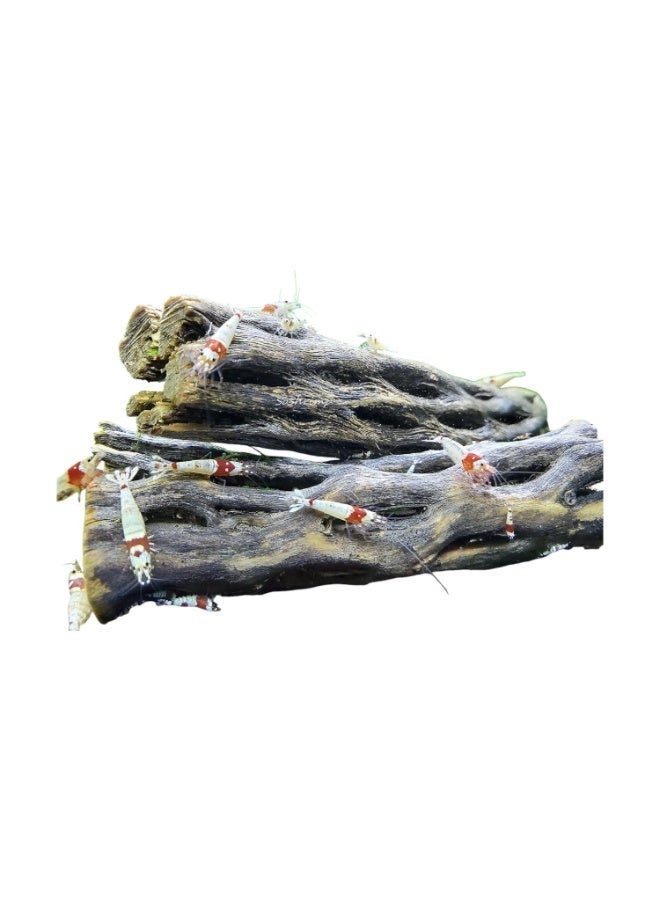 Natural Cholla Wood for Aquarium Decoration Shrimp and Fish Tank - (6 Inch) - Image 3